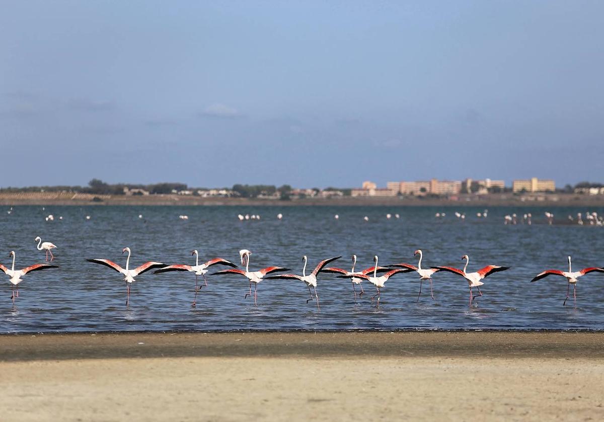 Las Lagunas Saladas De Torrevieja Aspiran A Conseguir El Reconocimiento